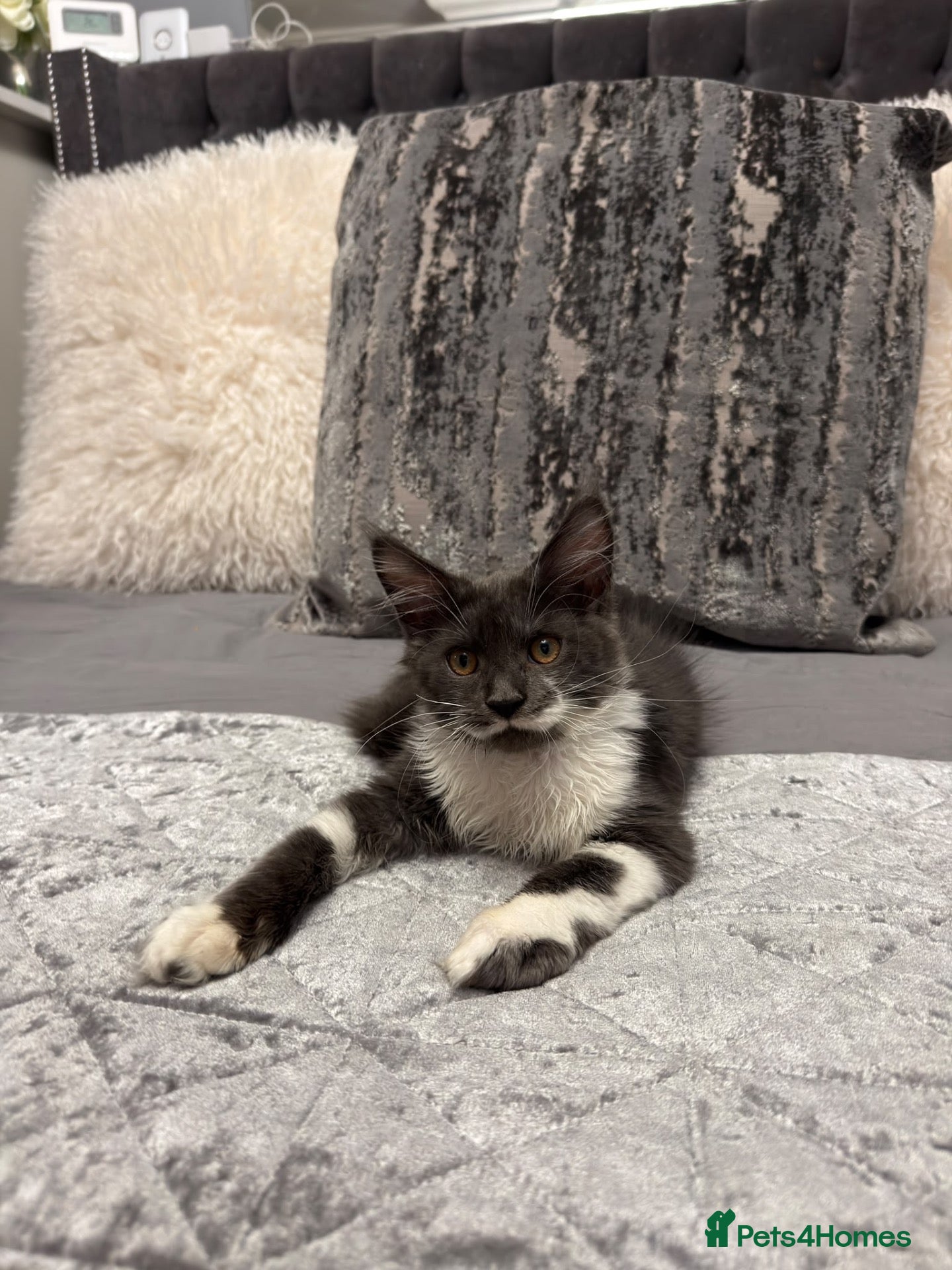 Maine Coon cats Stunning Maine Coon Litter Of Kittens  - Advert 10