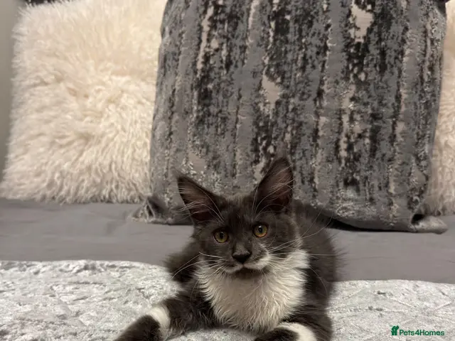 Maine Coon cats Stunning Maine Coon Litter Of Kittens - Advert 12