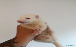 Ferret rodents for sale: Baby ferrets for sale ready to go - Image 4