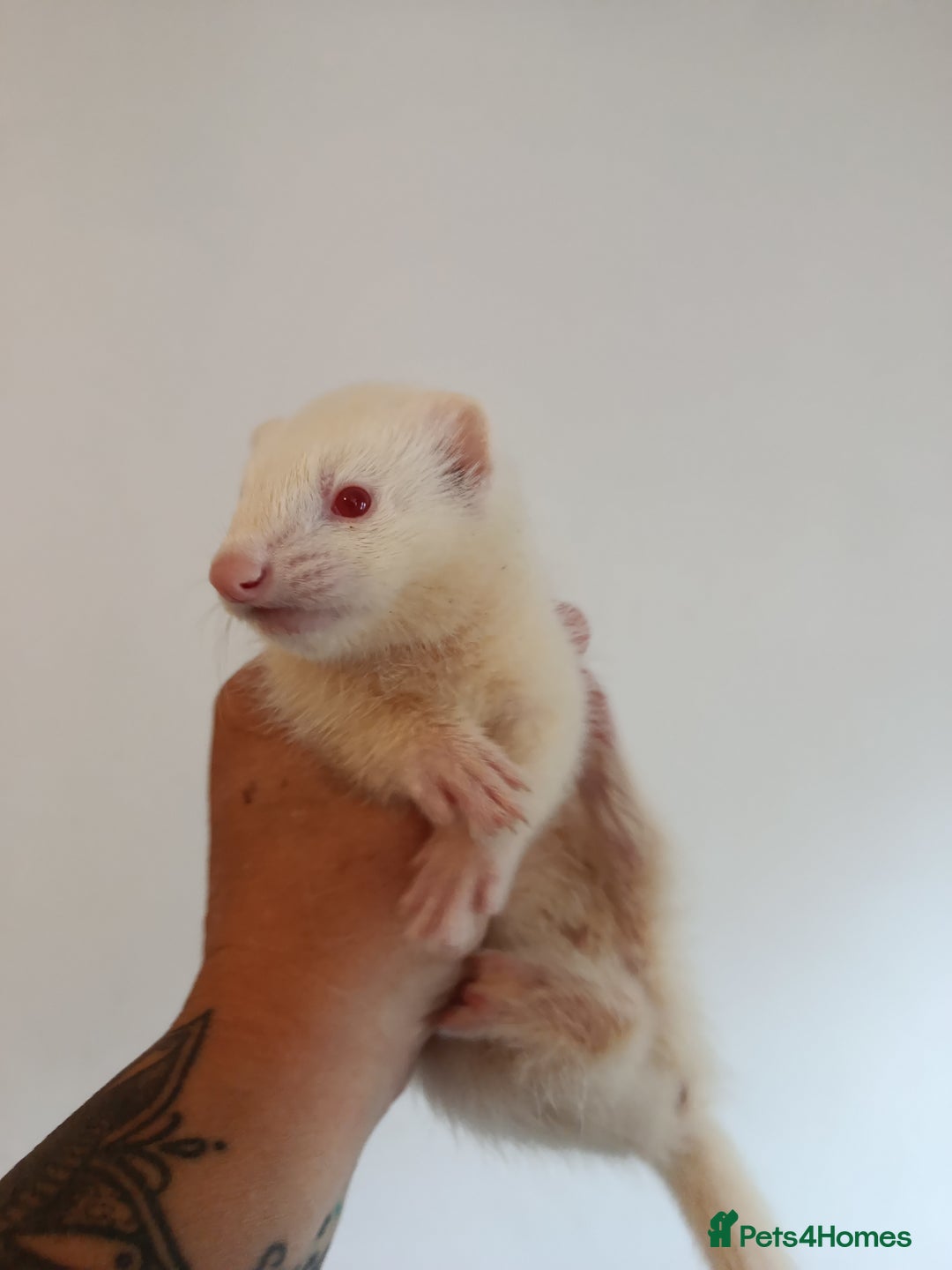 Ferret rodents for sale: Baby ferrets for sale ready to go - Image 4