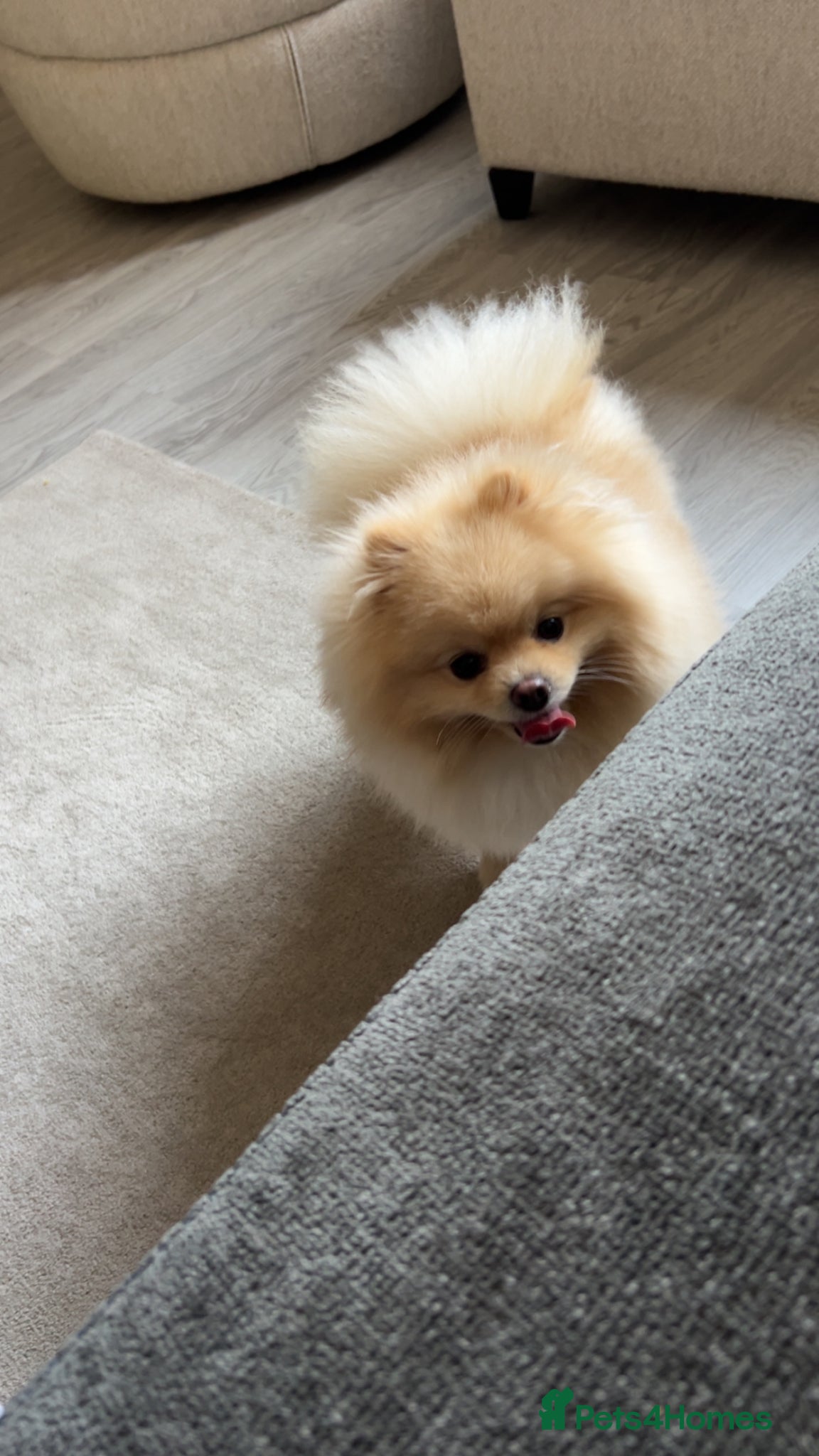 Pomeranian dogs Junior (Male) - Advert 1
