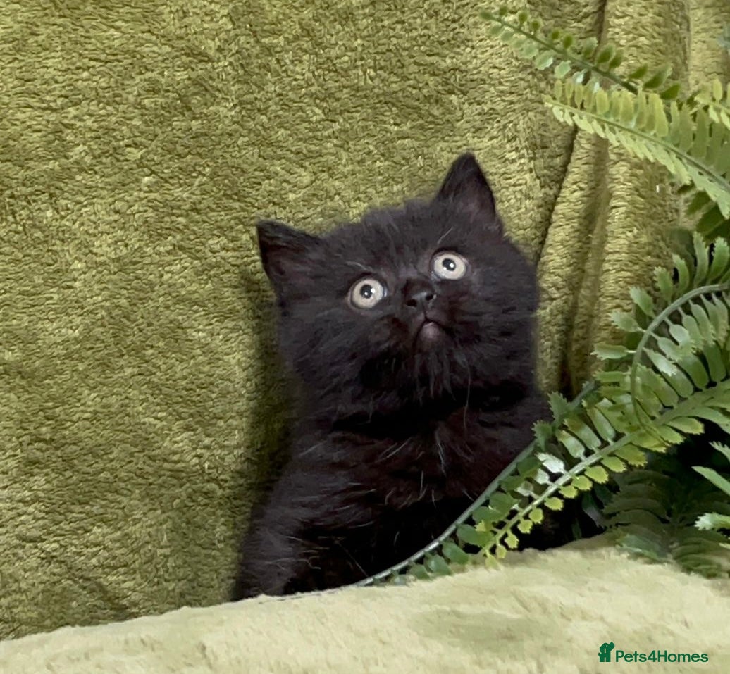 Himalayan cats Rare Himalayan x kittens, super friendly & playful - Advert 2