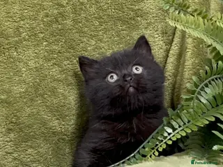 Himalayan cats Rare Himalayan x kittens, super friendly & playful - Advert 2