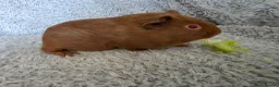 Guinea Pig rodents for sale: 2 boys bonded  - Advert 3