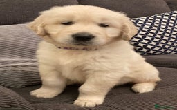 Golden Retriever dogs for sale: HEALTH CHEKED DNA TESTED - Image 3