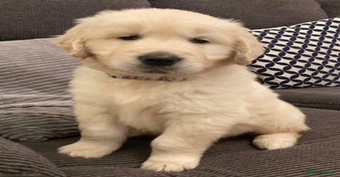 Golden Retriever dogs - Advert 3