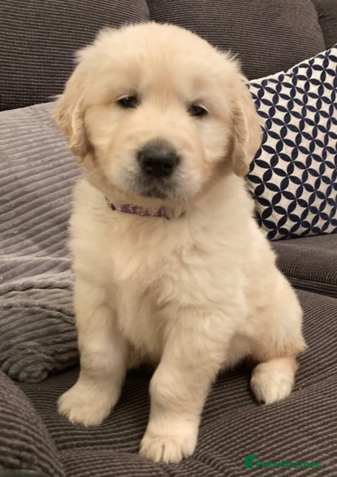 Golden Retriever dogs for sale: HEALTH CHEKED DNA TESTED - Image 3