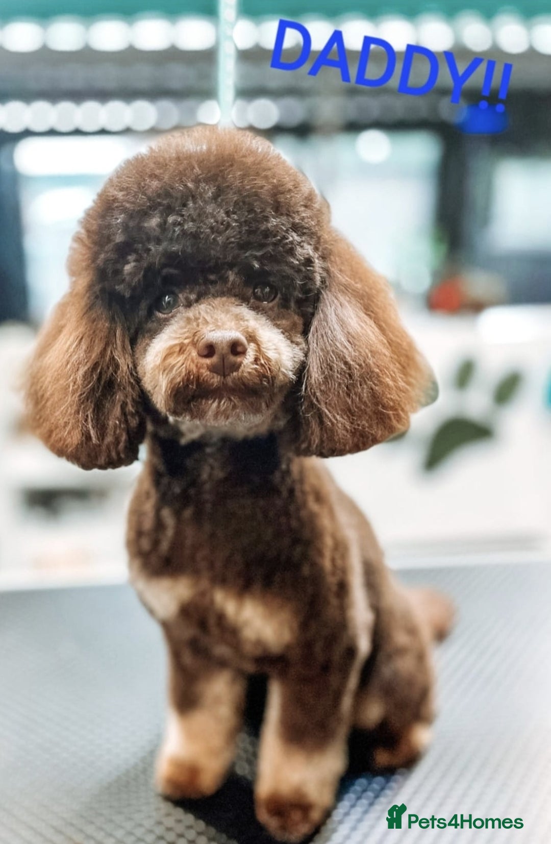 Toy Poodle dogs for sale: Beautiful Red & Phantom Toy Poodle's! KCregistered - Advert 26