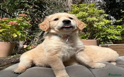 Golden Retriever dogs for sale: Golden retriever puppies READY NOW - Image 19