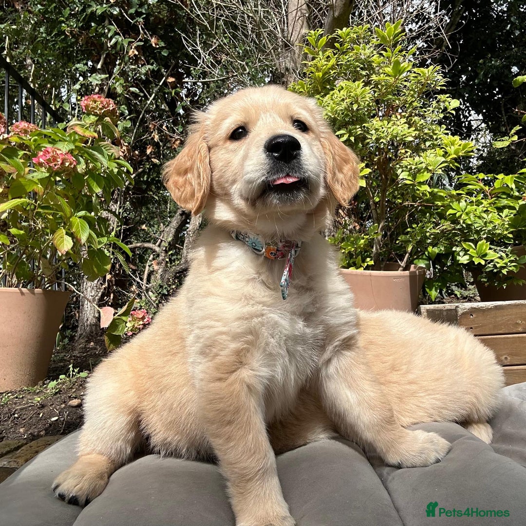 Golden Retriever dogs for sale: Golden retriever puppies READY NOW - Image 19