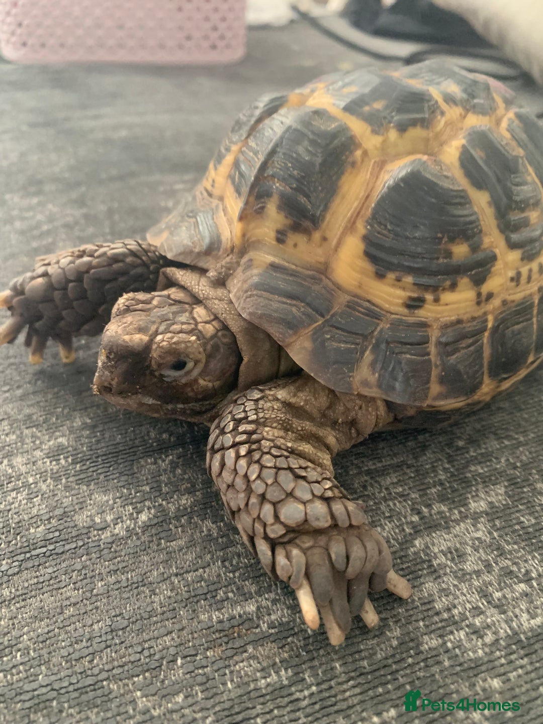 Tortoise reptiles for sale: Male adult Herman tortoise - Image 3