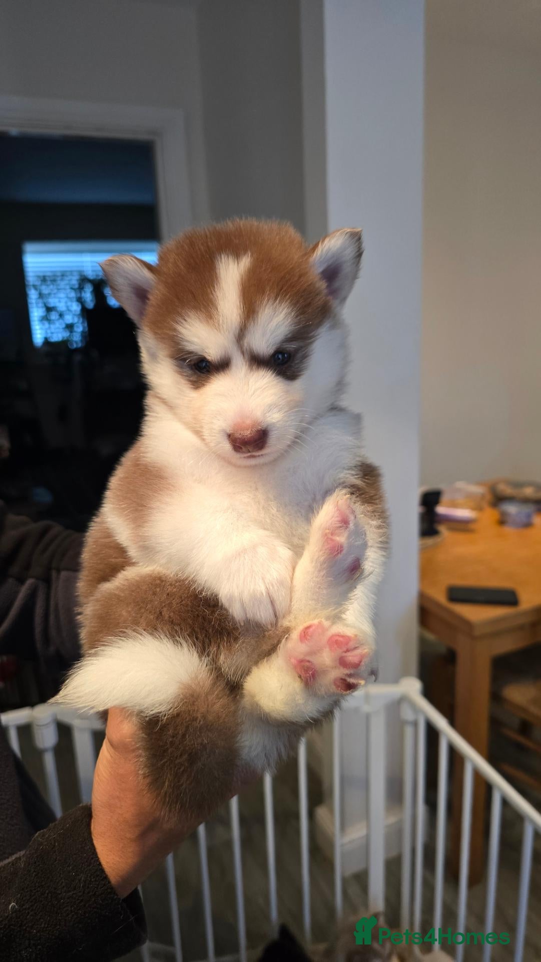 Siberian Husky dogs 7 Beautiful Siberian Husky puppies (5 available) - Advert 2