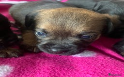 Border Terrier dogs for sale: Quality litter KC Border Terrier pups slem clear - Image 6