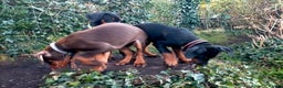 Dobermann dogs for sale: Dobermann puppies - Advert 6