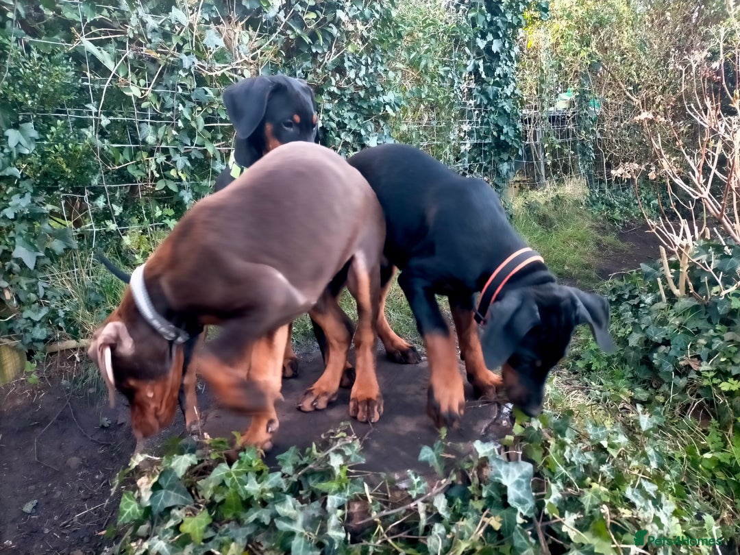 Dobermann dogs for sale: Dobermann puppies - Advert 6