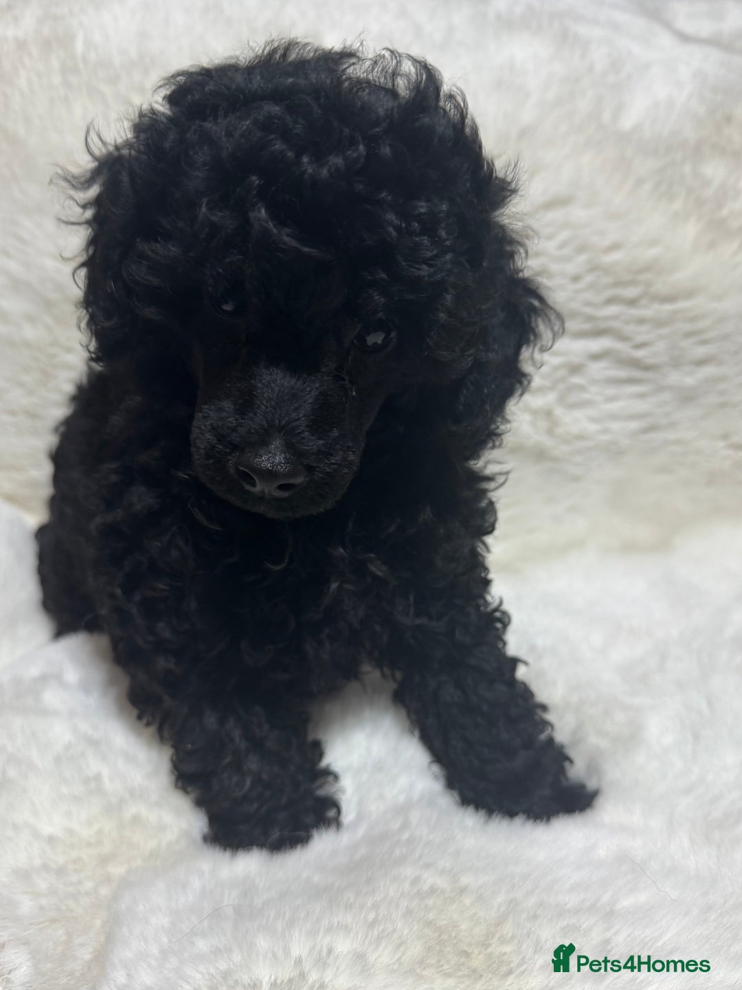 Toy Poodle dogs for sale: Beautiful litter Toy poodles  - Image 6