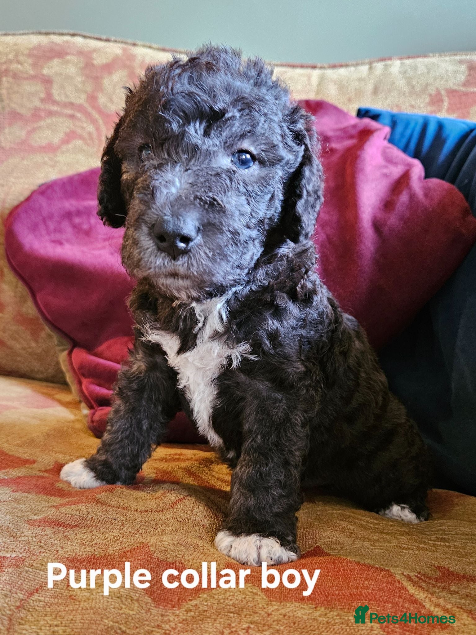 Bedlington Terrier dogs KC Registered Bedlington puppies - Advert 2