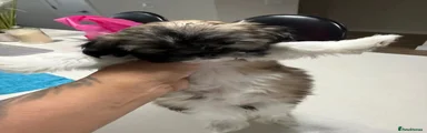 Shih Tzu 2