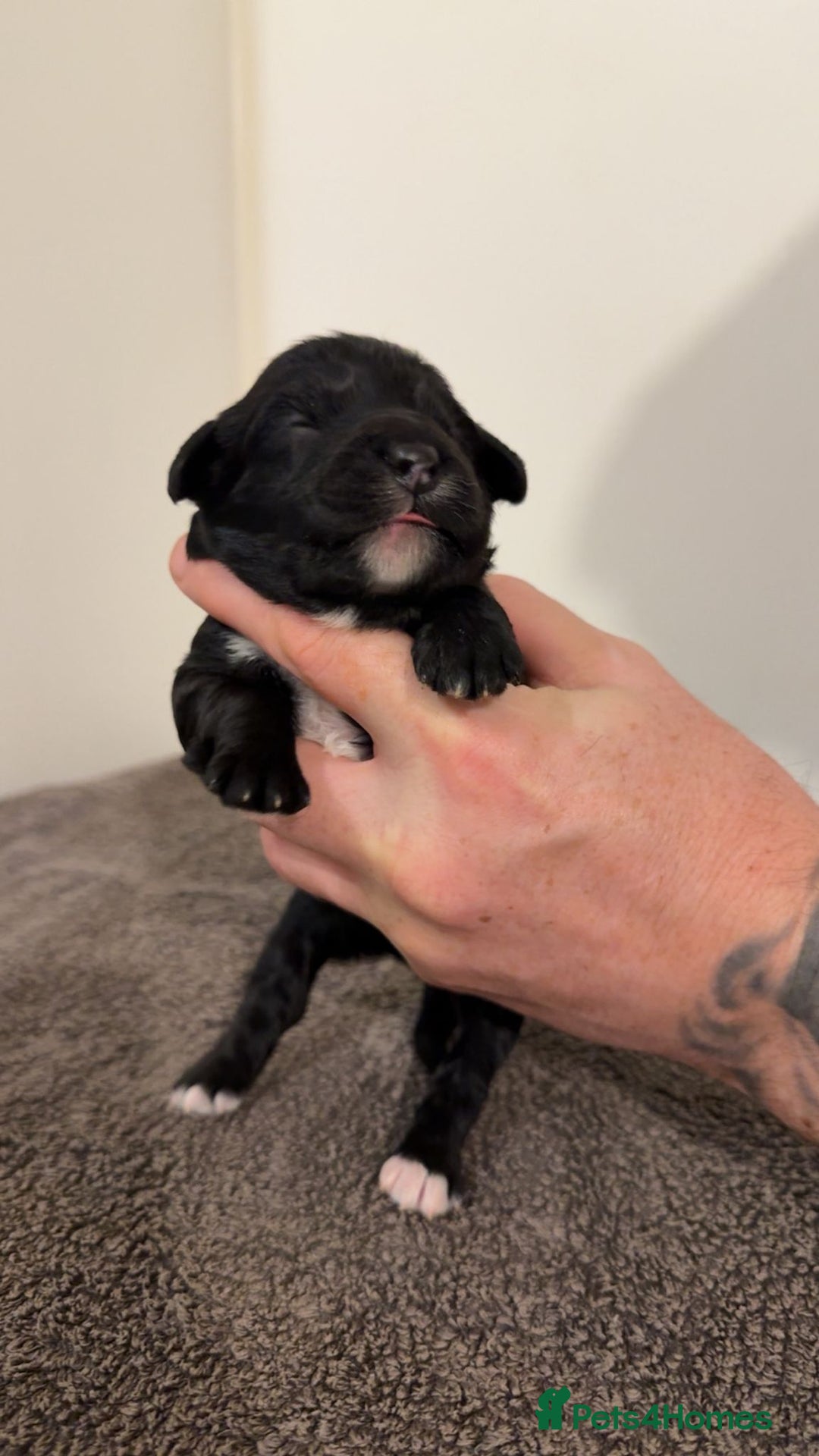 Cockapoo dogs for sale: Beautiful miniature cockapoos  - Advert 4