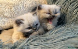 Ragdoll cats for sale: 4 beautiful Ragdool kittens available for booking  - Advert 9
