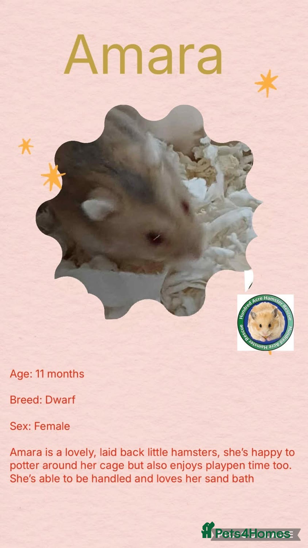 Hamster rodents for sale: Hamsters for adoption  - Advert 8