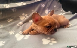 French Bulldog dogs for sale: Beautiful French Bulldog puppies for sale  - Image 5