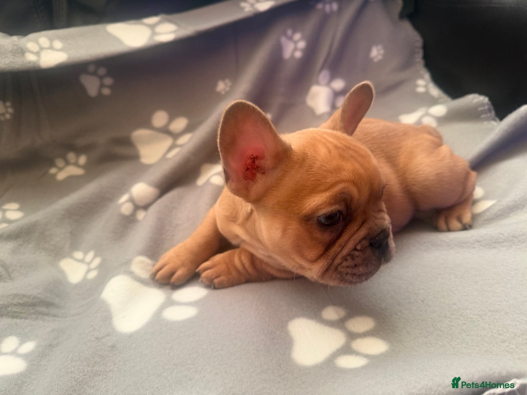 French Bulldog dogs for sale: Beautiful French Bulldog puppies for sale  - Image 5