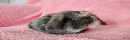 Mini Lop rabbits for sale: Baby mini lops for sale  - Advert 7