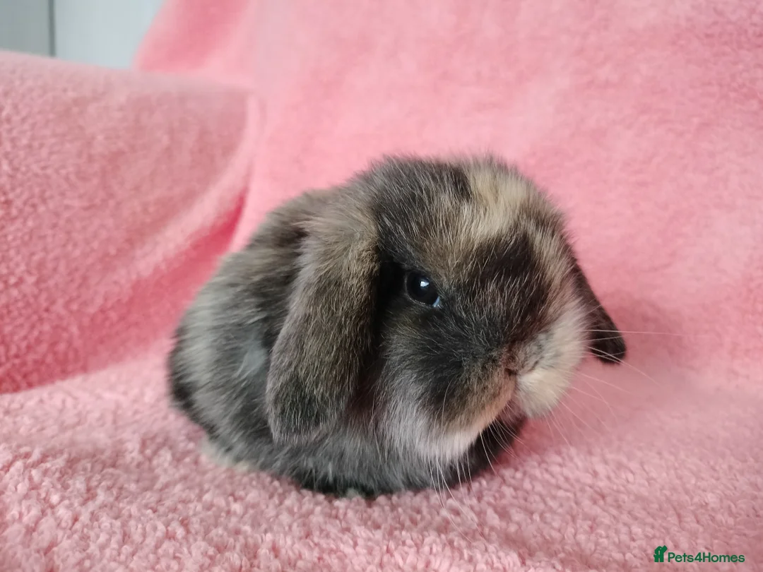 Mini Lop rabbits for sale: Baby mini lops for sale  - Advert 7