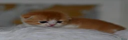 Scottish Fold cats for sale: LICENSED CATTERY PURE BREED TOP QUALITY KITTENS - Advert 4