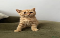 British Shorthair cats for sale: Chocolate and Red British Shorthair and Longhair - Image 11