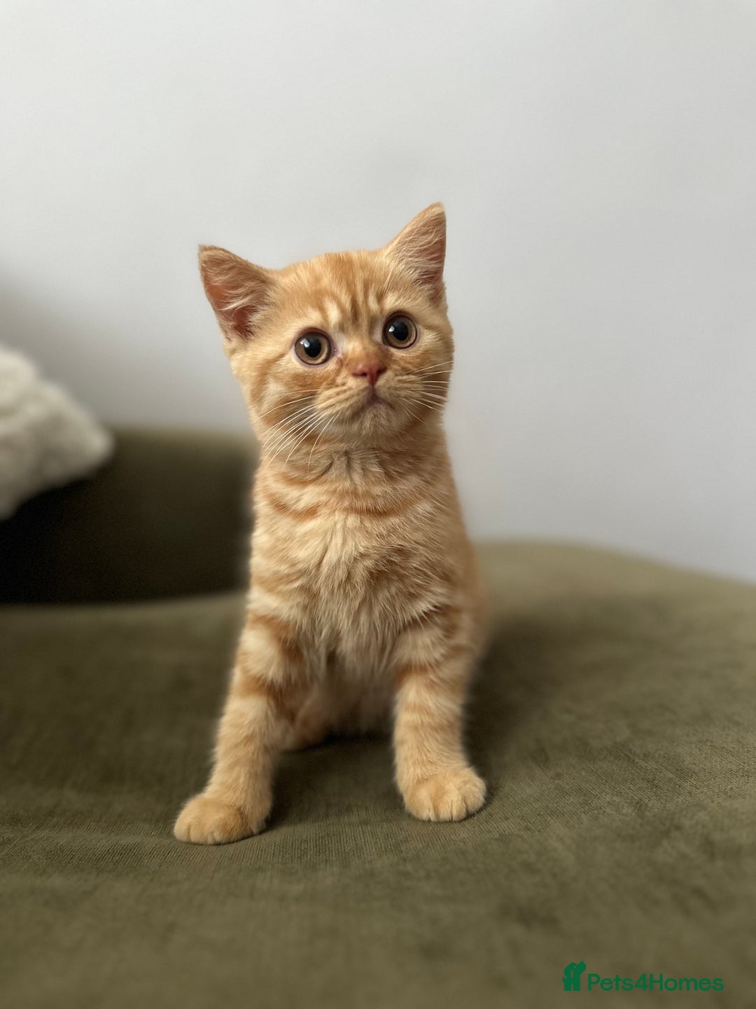 British Shorthair cats for sale: Chocolate and Red British Shorthair and Longhair - Image 11
