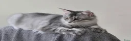 Maine Coon cats for sale: Nymeria - Advert 7