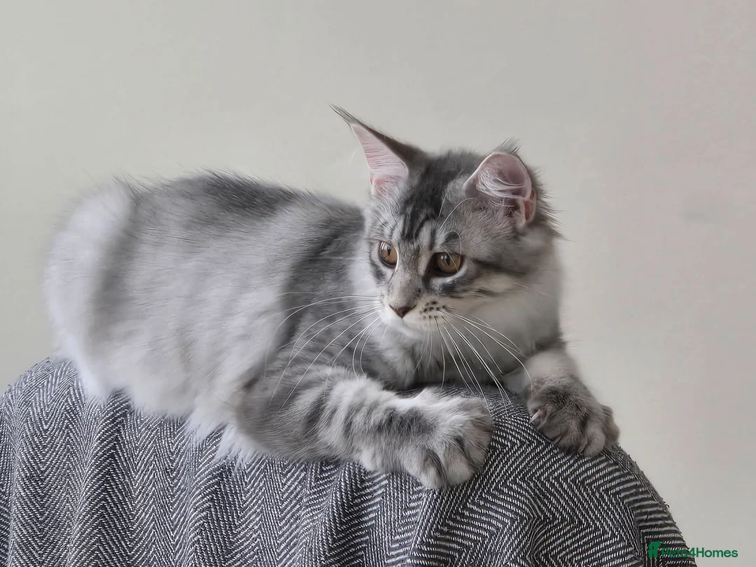 Maine Coon cats for sale: Nymeria - Advert 7
