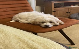Cavapoo dogs for adoption: Mochi - Hingham Norfolk  - Image 3