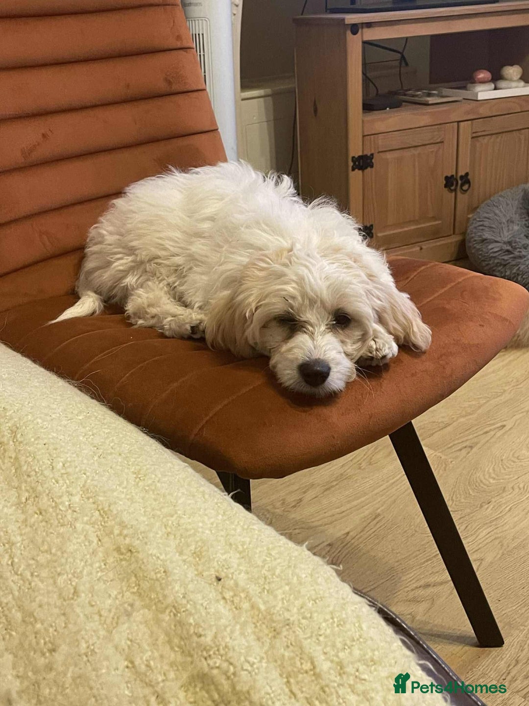 Cavapoo dogs for adoption: Mochi - Hingham Norfolk  - Image 3