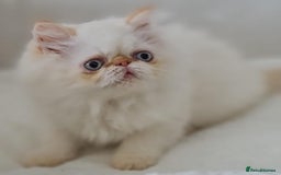 Persian cats for sale: Persian Kittens Looking For New Home - Image 12
