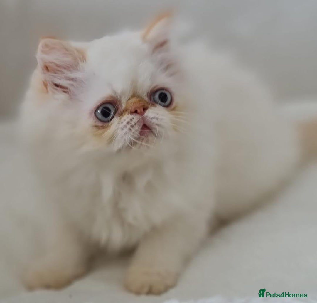 Persian cats for sale: Persian Kittens Looking For New Home - Image 12