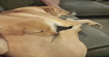 Labrador Retriever dogs - Advert 7