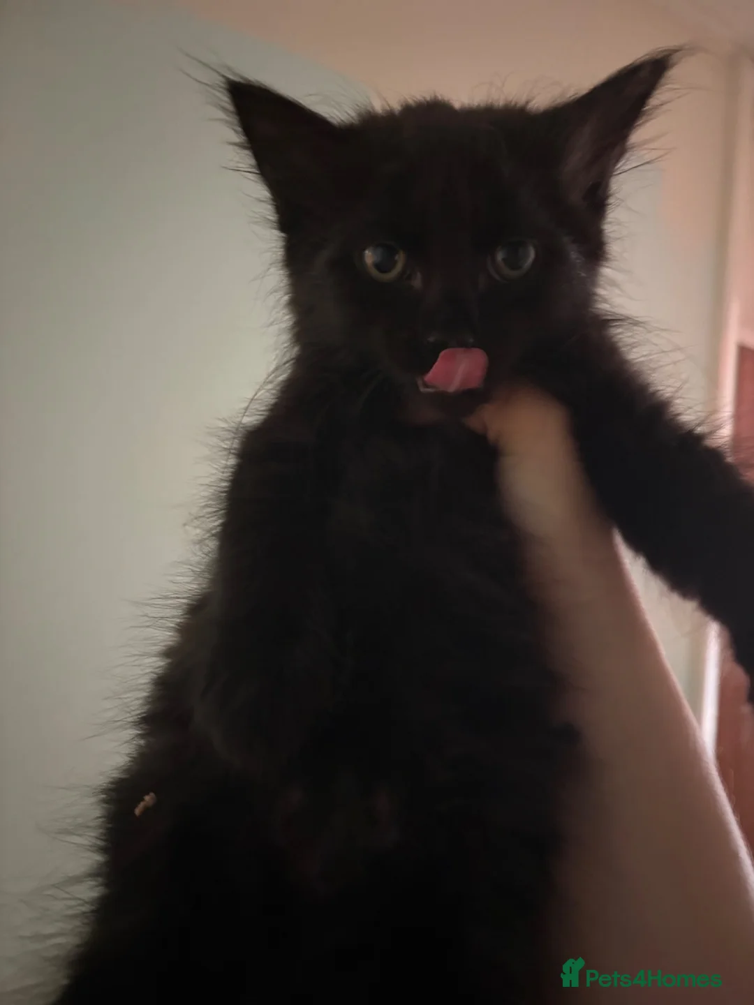 Mixed Breed cats for sale: Kittens for sale  in Salisbury - Advert 2