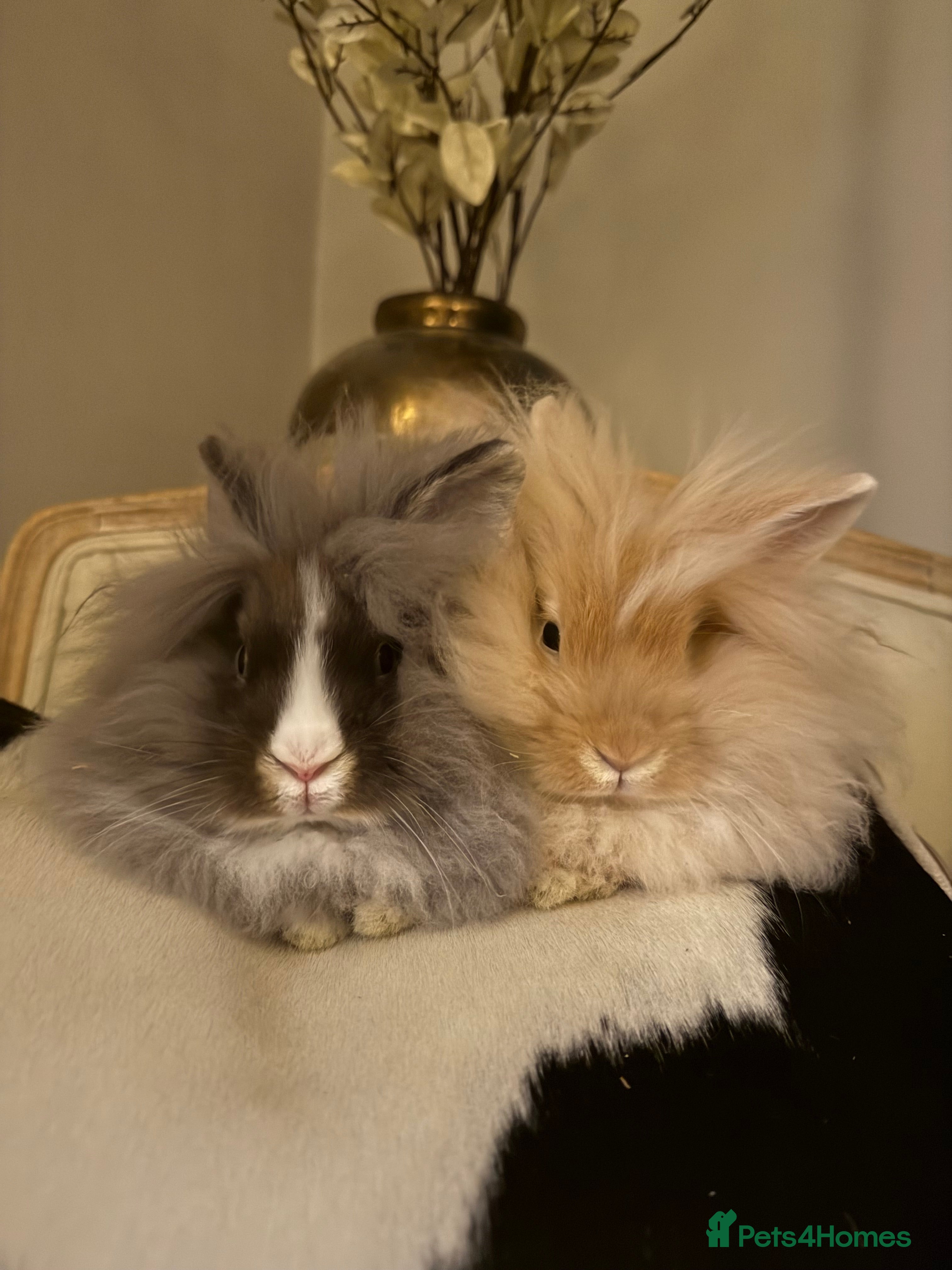 Lionhead rabbits 2 x lionhead rabbits - Advert 1