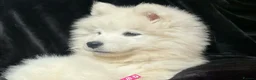 Samoyed dogs for sale: Beautiful Samoyed Puppies from Champion Father - Advert 15