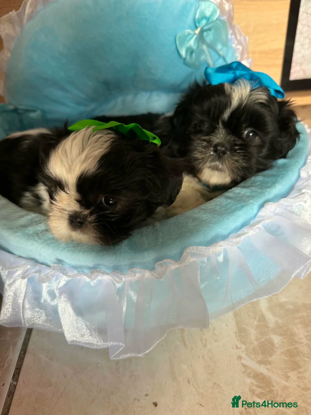 Shih Tzu dogs for sale: Two beautiful shihtzu - Advert 2