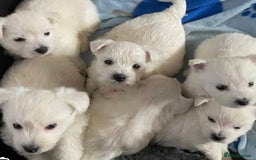 West Highland Terrier dogs for sale: Traditional Pedigree West Highland Terrier Pups  - Image 3
