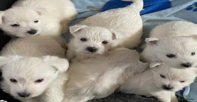 West Highland Terrier dogs - Advert 2