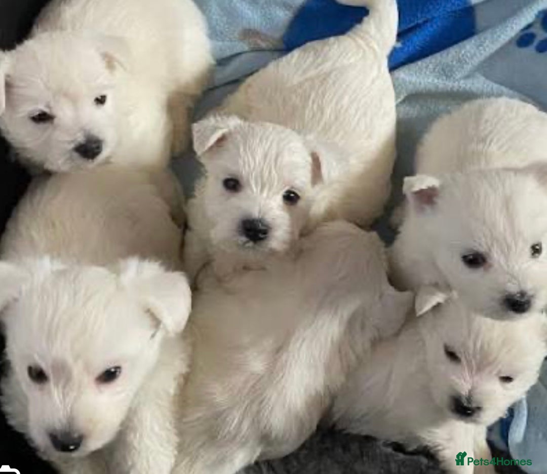West Highland Terrier dogs for sale: Traditional Pedigree West Highland Terrier Pups  - Image 3