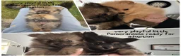 Pomeranian dogs for sale: 1 male is available😊Beautiful Pomeranian puppies - Advert 4