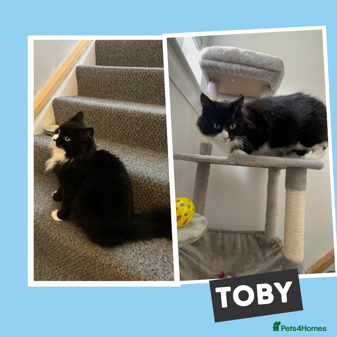Mixed Breed cats for adoption: Toby wears a Tuxedo - Image 4