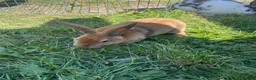Rex rabbits for sale: Red mixed bunnies  - Advert 7