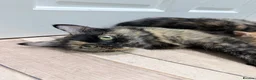 Mixed Breed cats for sale: 2 kittens for sale  in Havant - Advert 1